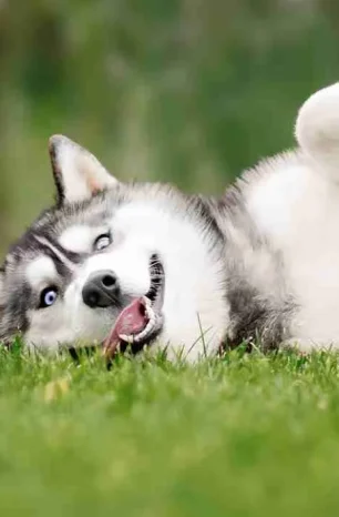 How to Teach A Dog To Play Dead