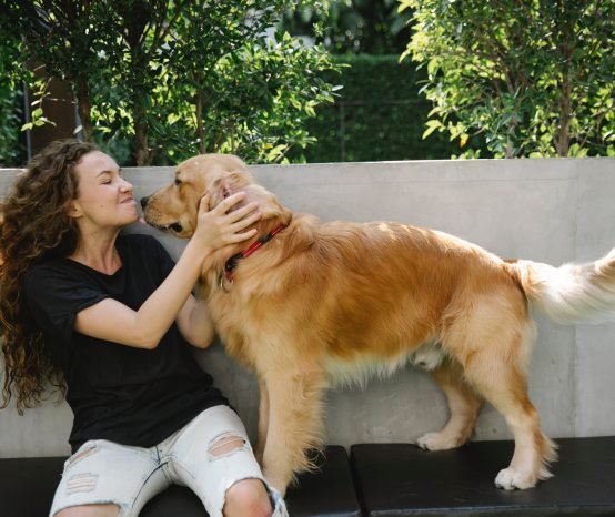 Do Golden Retrievers Bark a Lot? How To Stop Excessive Barking